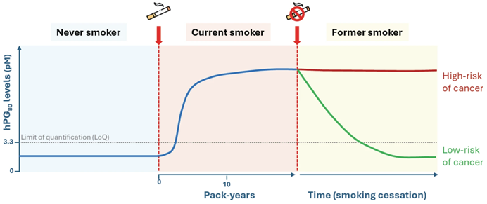 Schéma illustrant les niveaux de hPG80 dans le sang en fonction de la consommation tabagique